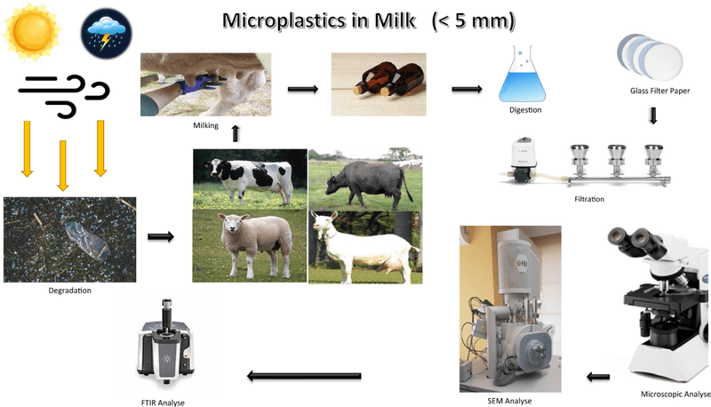 Dairy