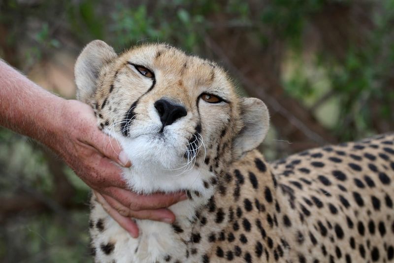 Exotic Pets