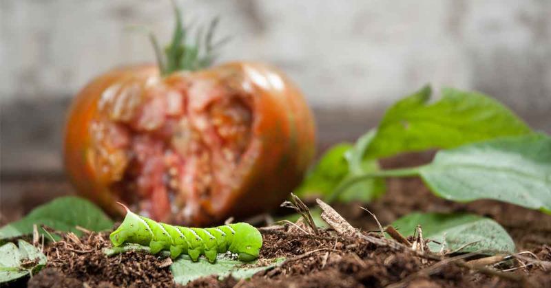Pest Control Methods