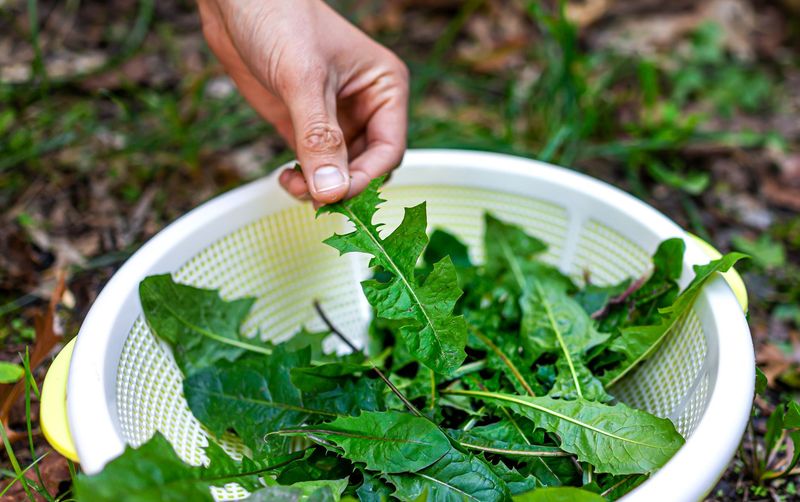 Foraging for Edible Plants