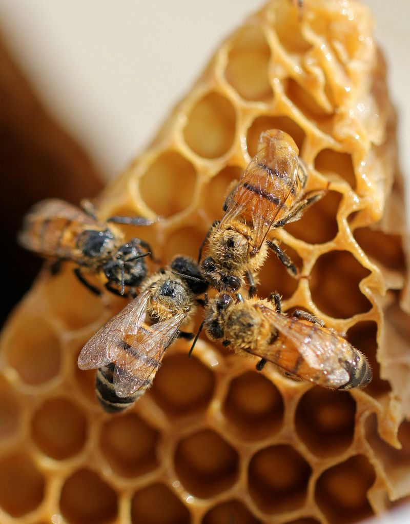 Honey
