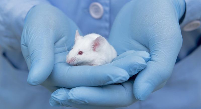 Animal Testing