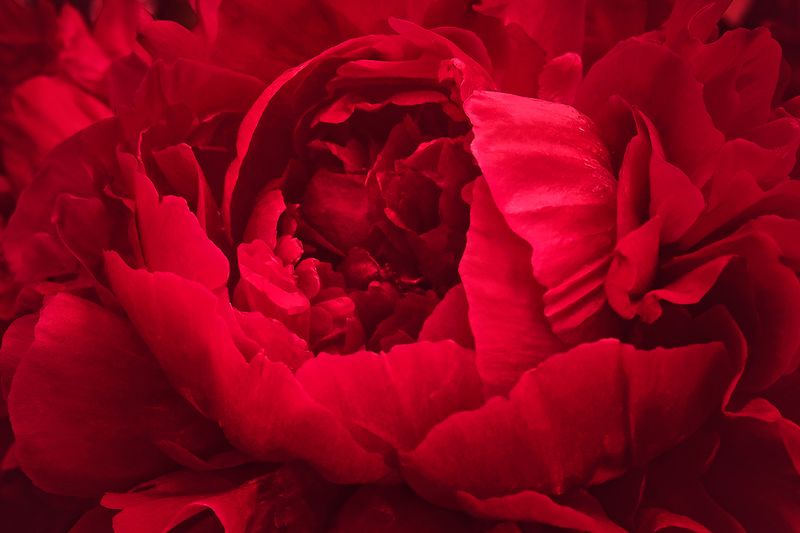 Crimson