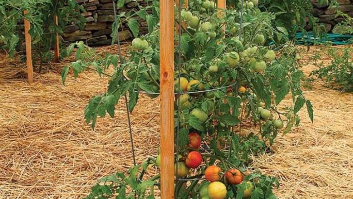 12 Tomato Growing Secrets Every Gardener Needs to Know