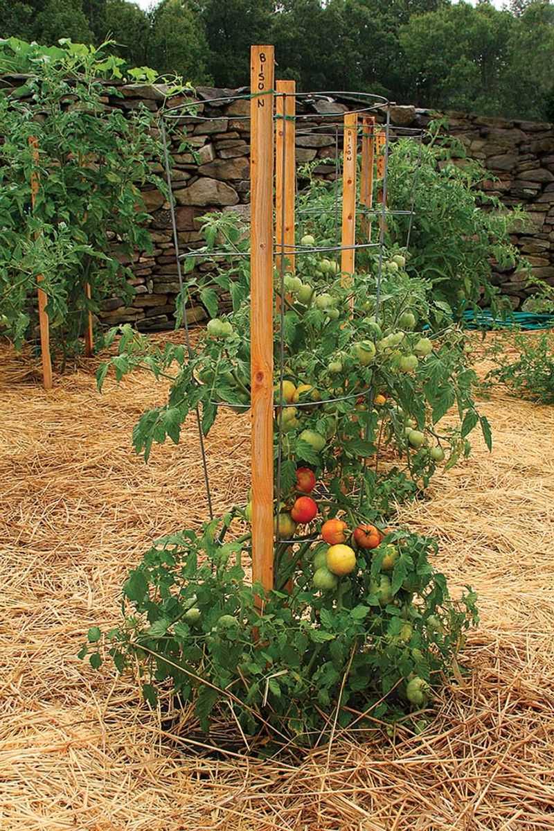 Staking and Support Systems