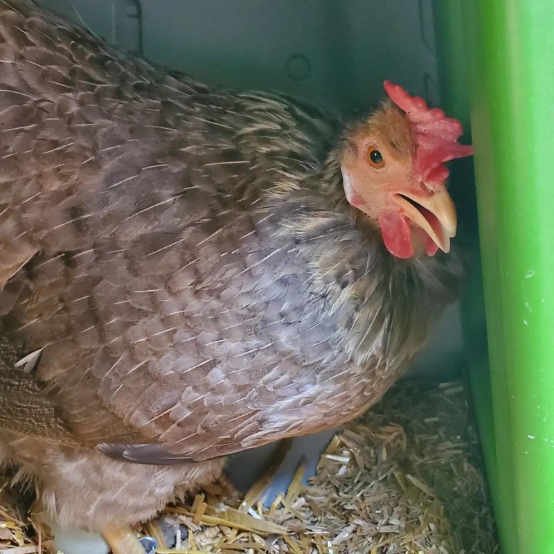 Madder Than a Wet Hen