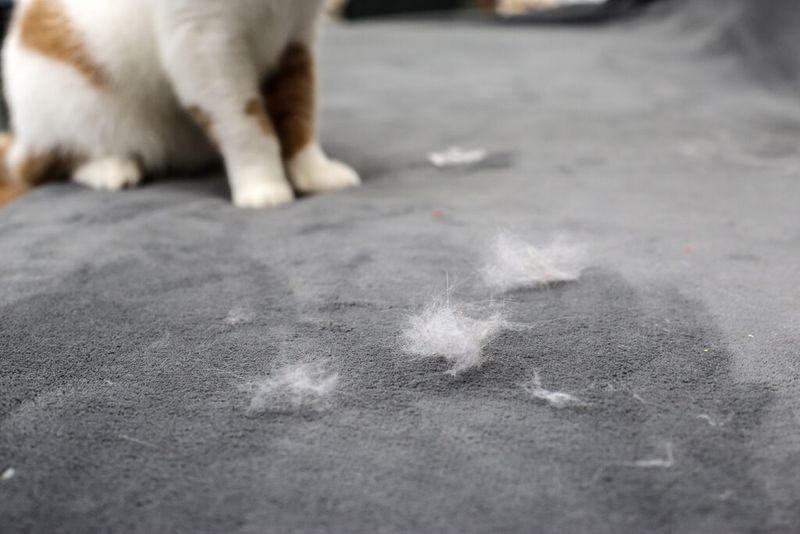 Excessive Pet Hair