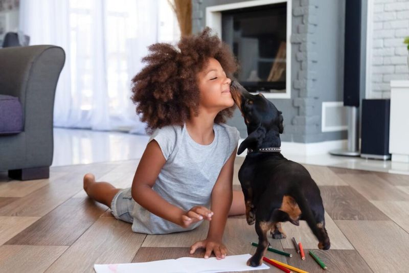 Pet Companions