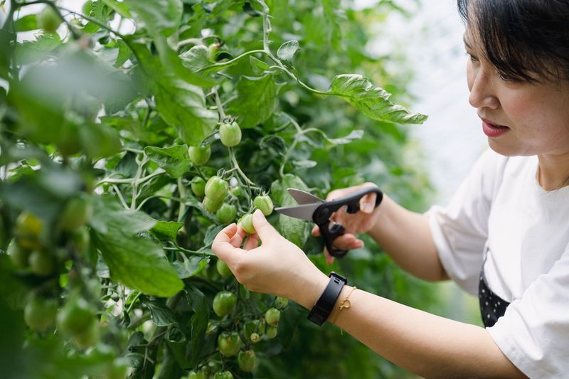 The Art of Pruning