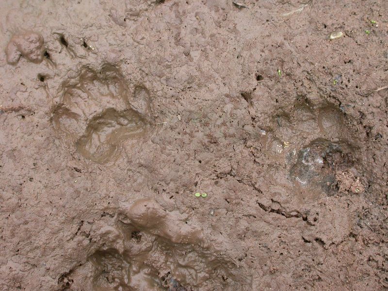 Tracking Animal Signs