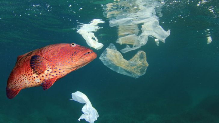 15 Most Common Foods That Are Full of Microplastics