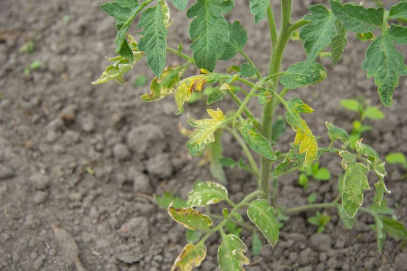 Understanding Plant Diseases