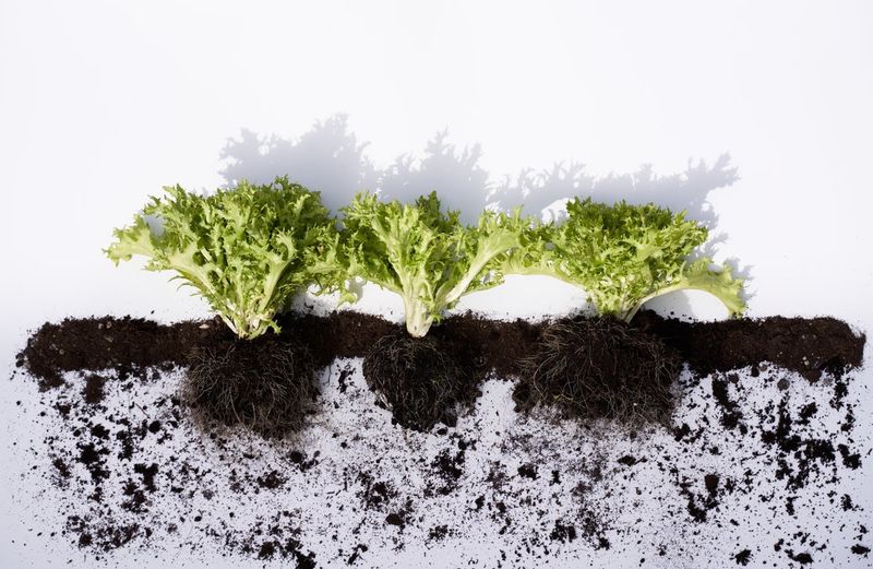 Vegetables