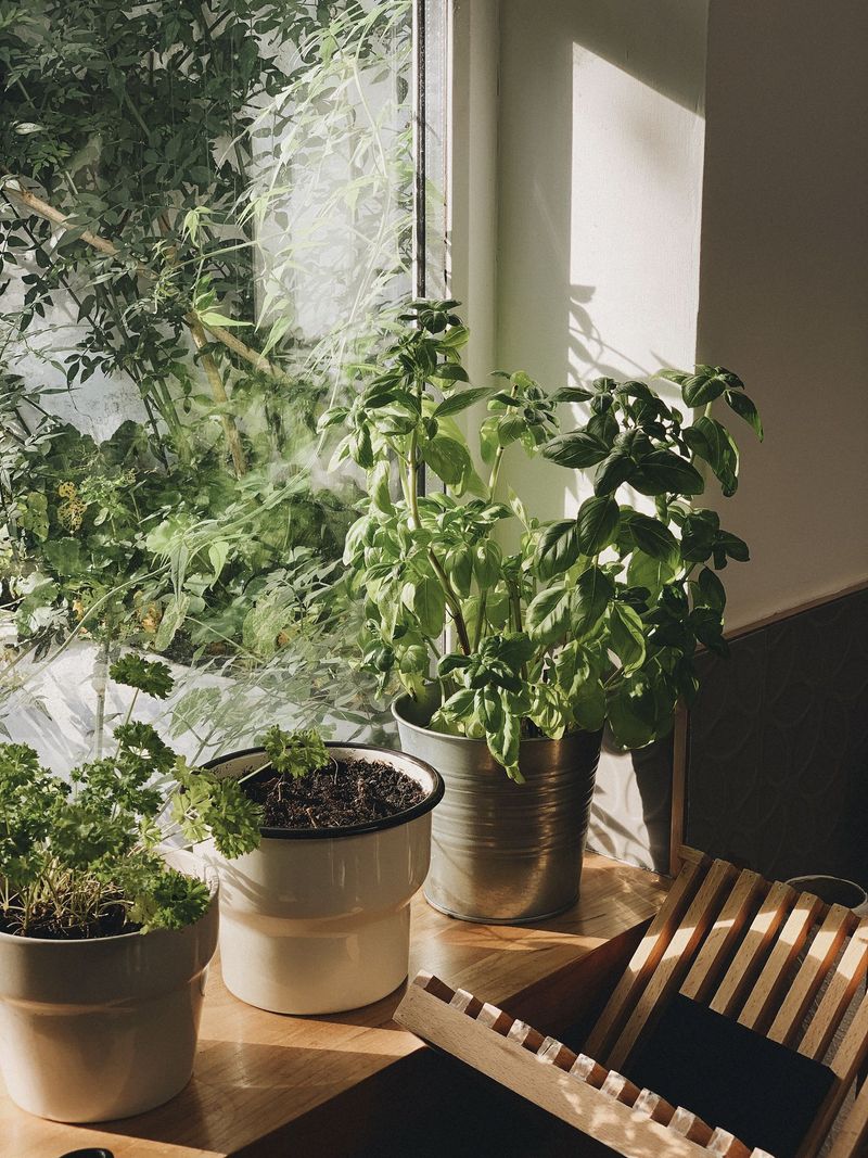 Herb Gardens on Windowsills