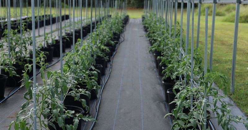 The Importance of Crop Rotation