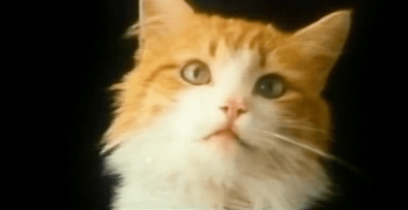 Meow Mix 'Singing Cat'