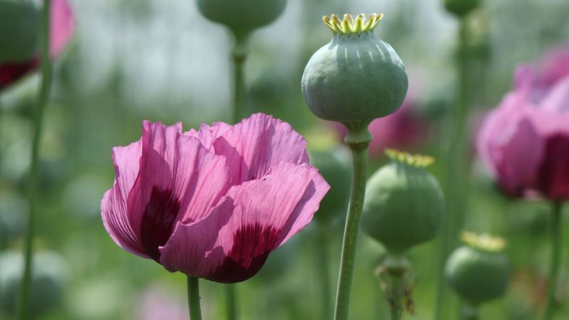 Poppy (Papaver somniferum)