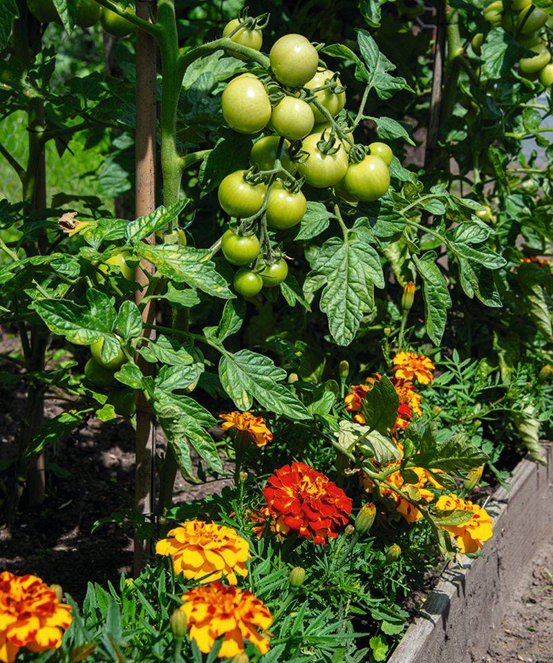 Companion Planting