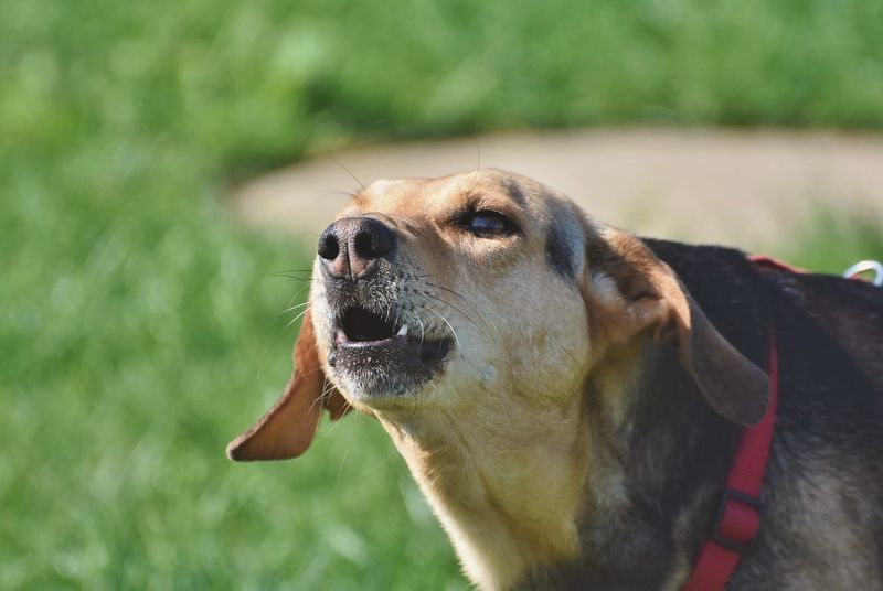 Unusual Barking