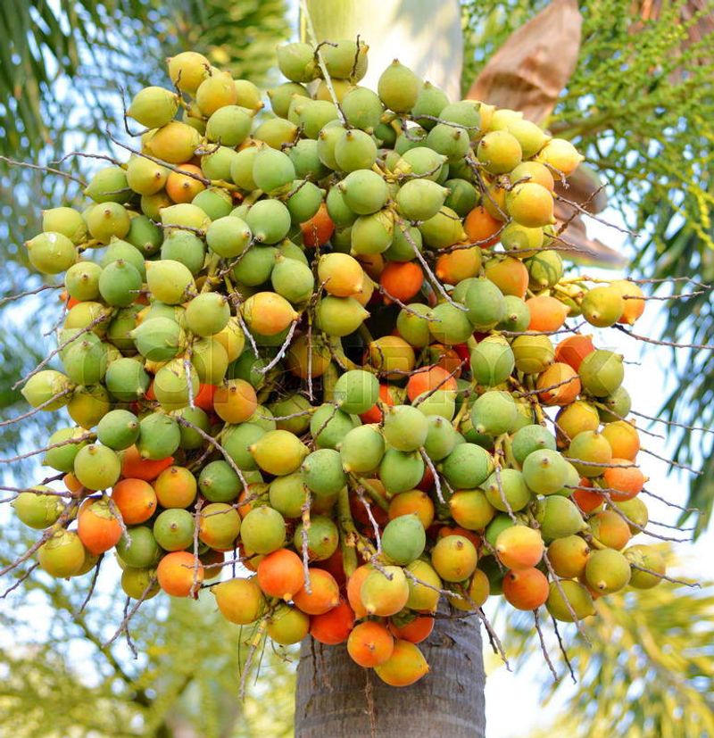 Betel Nut (Areca catechu)