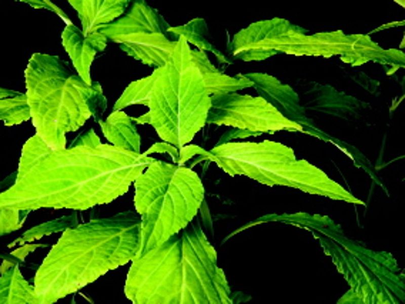 Salvia divinorum
