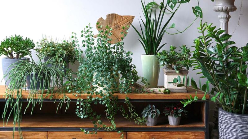 Houseplants