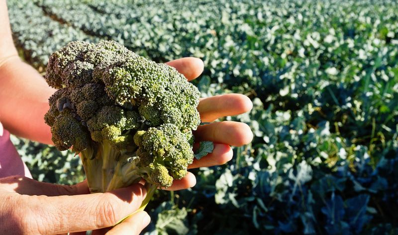Broccoli