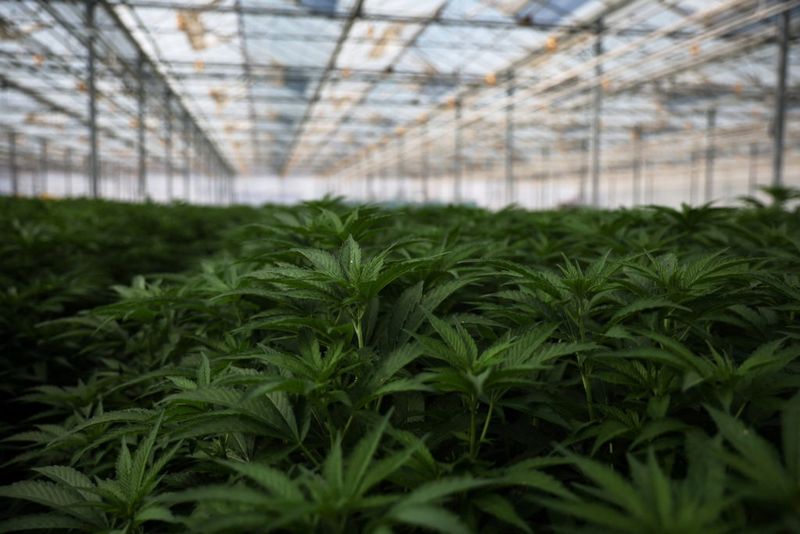 Marijuana (Cannabis sativa)