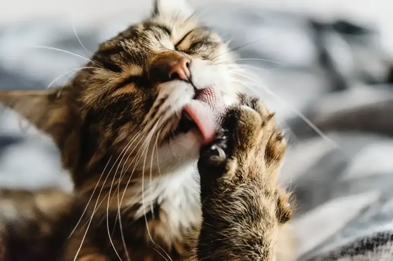 Nervous Grooming