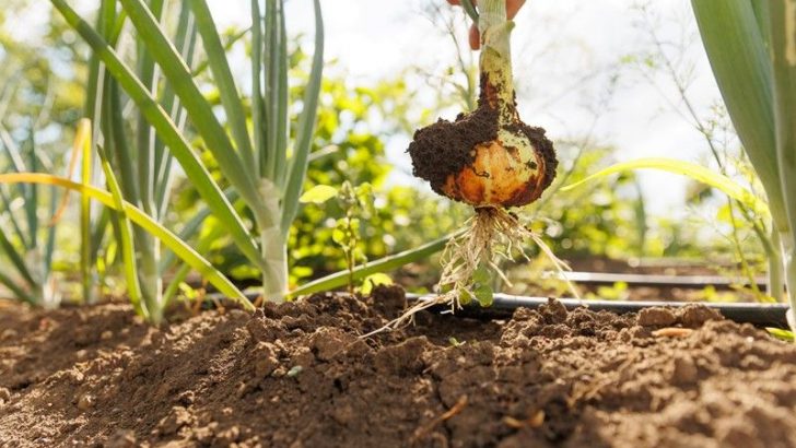 Are the Top 10 Most Consumed Veggie In The U.S. Full Of Pesticides?