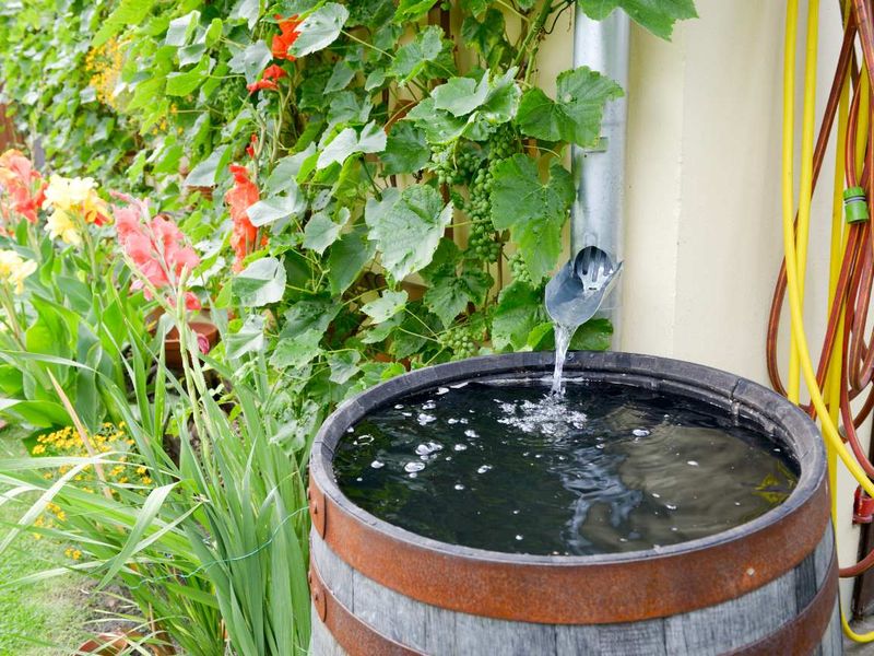 Rainwater Harvesting Innovation