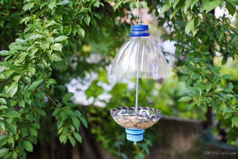 Bird Feeder Delight