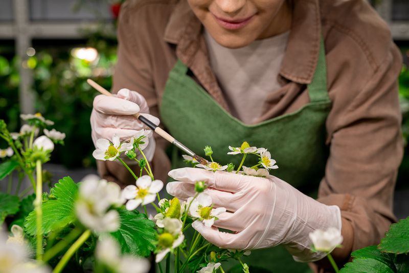 Hand Pollination