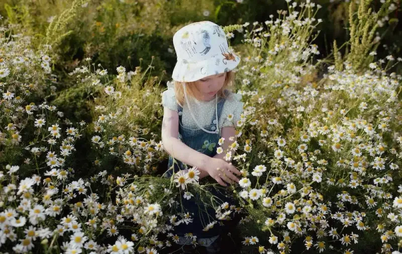 Daisy