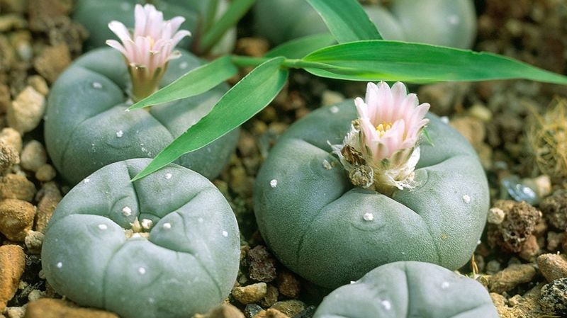 Peyote (Lophophora williamsii)