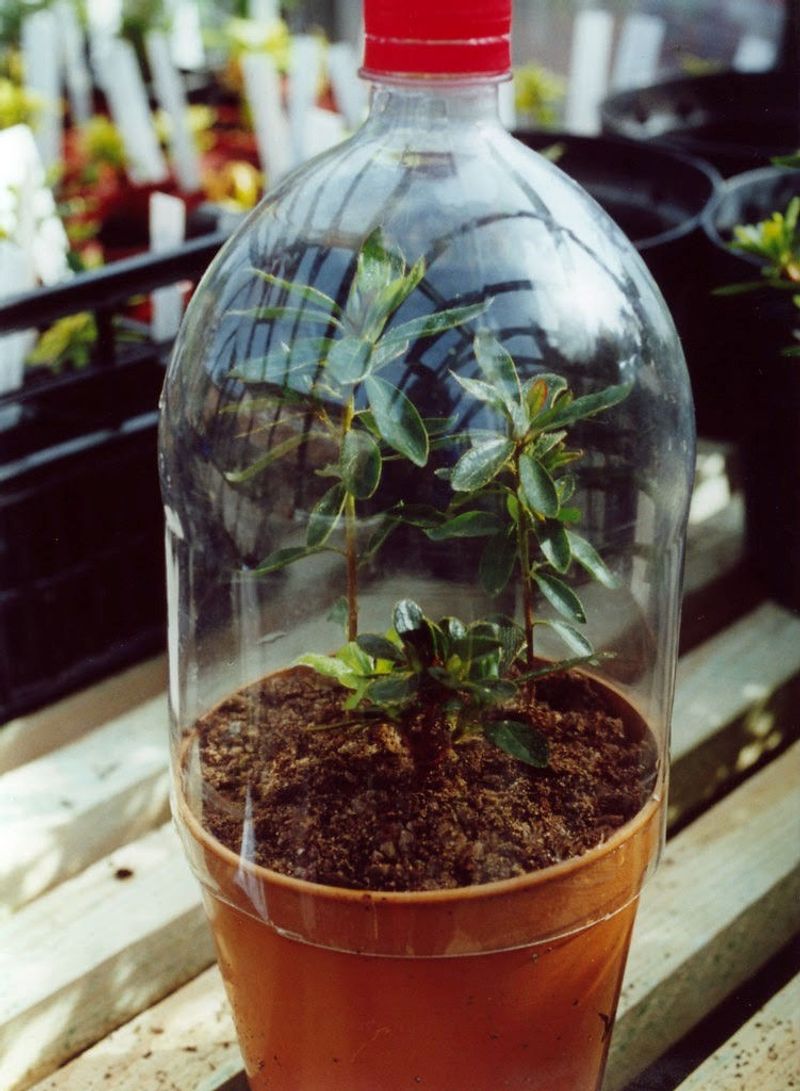 Mini Greenhouse
