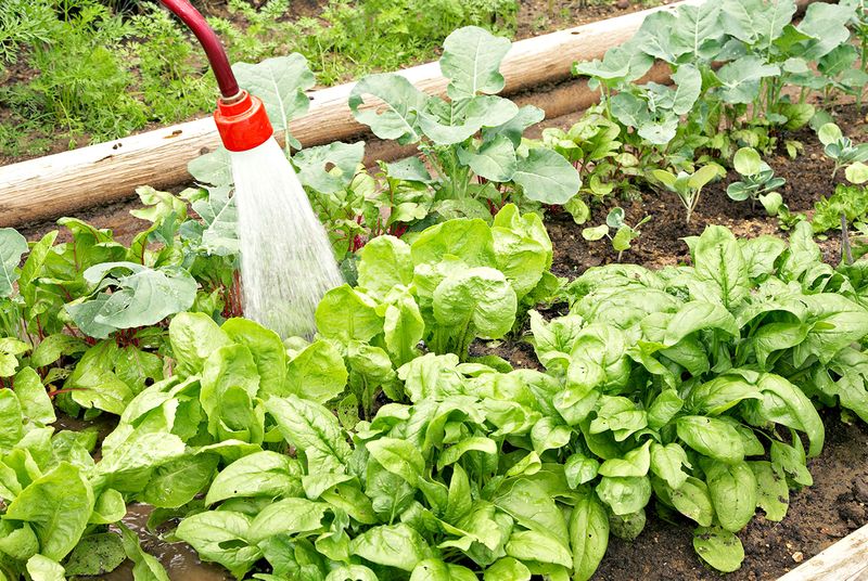 Spinach