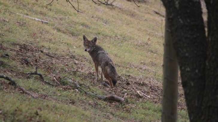 9 Things To Do Immediately If You See A Coyote In Your Yard