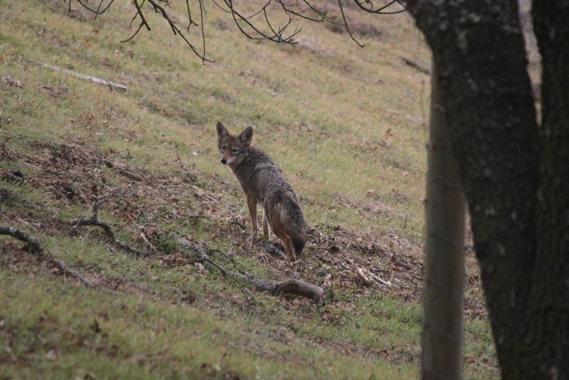 Remove Attractants