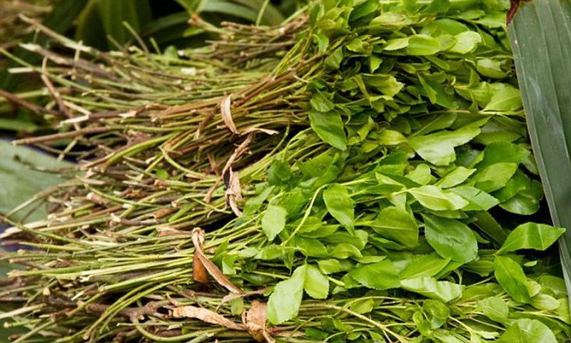Khat (Catha edulis)