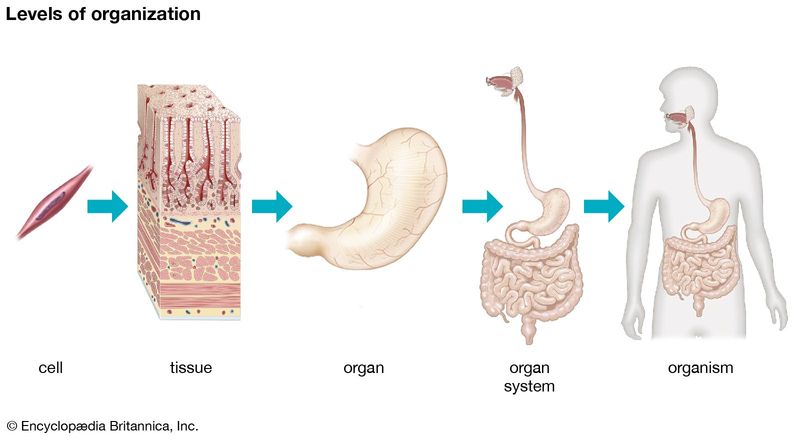 Science: Human Body Systems