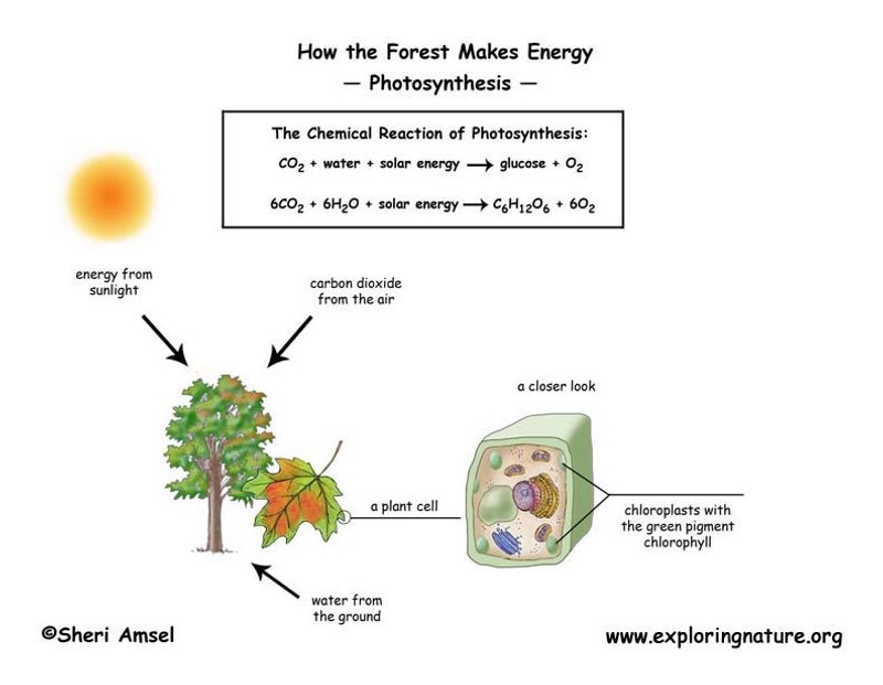 Science: Photosynthesis Process