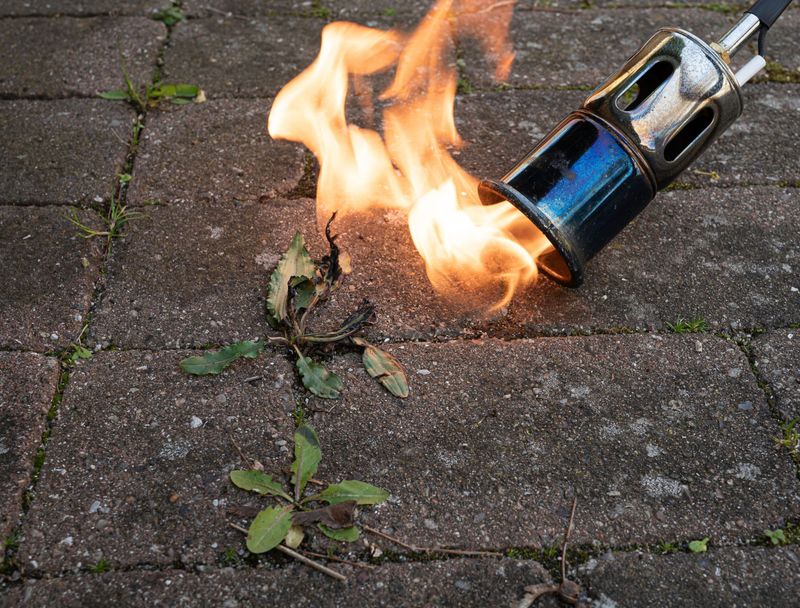 Flame Weeding