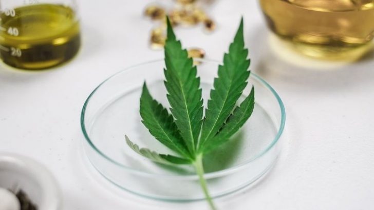 10 Surprising Truths About Using Cannabis for Health Problems