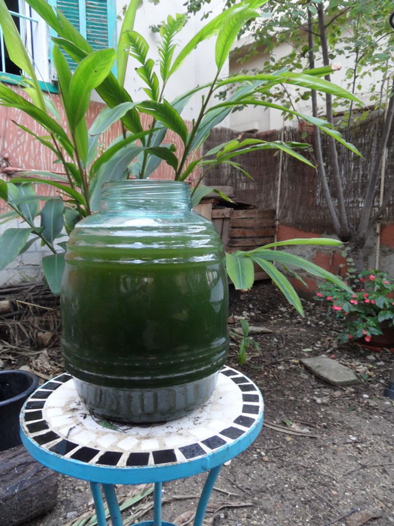 Herbal Teas for Plants