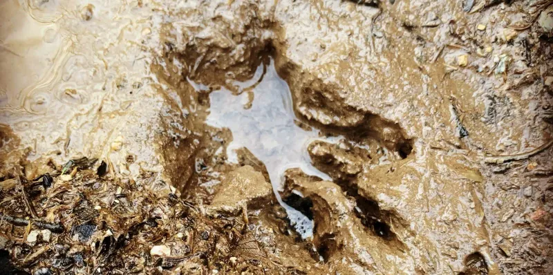 Animal Tracking
