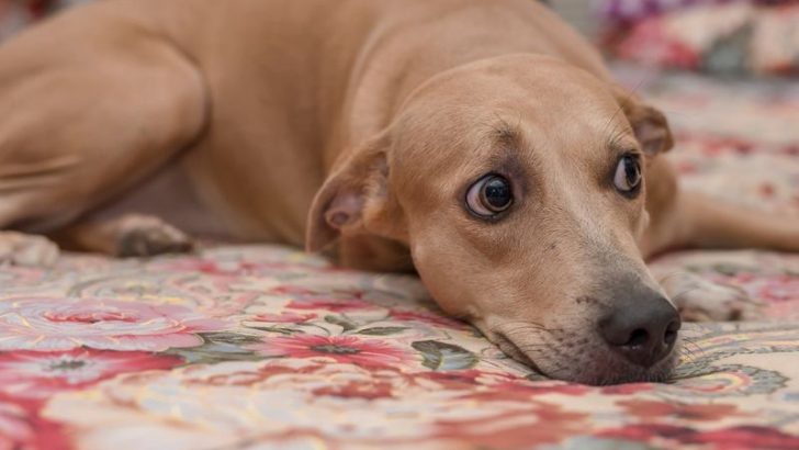 14 Ways Your Pet Tries to Warn You About Dangerous People