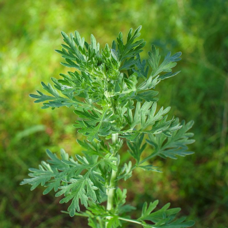Absinthe Wormwood (Artemisia absinthium)