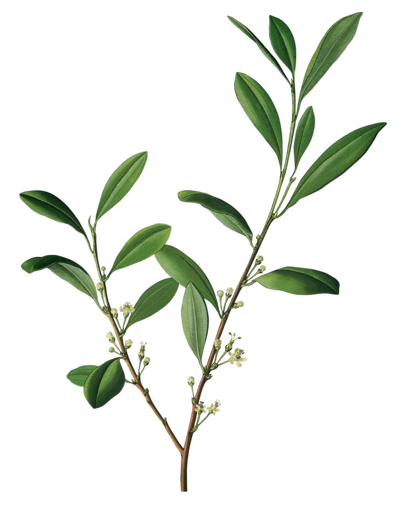 Coca (Erythroxylum coca)
