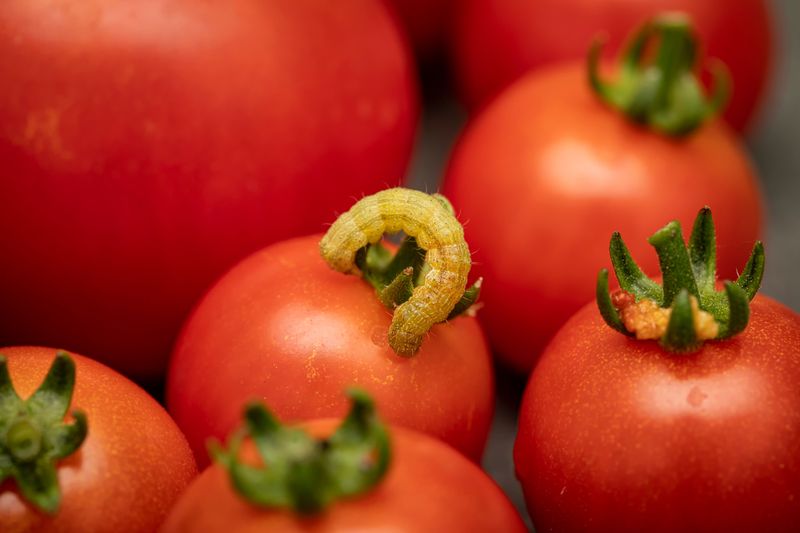 Tomatoes